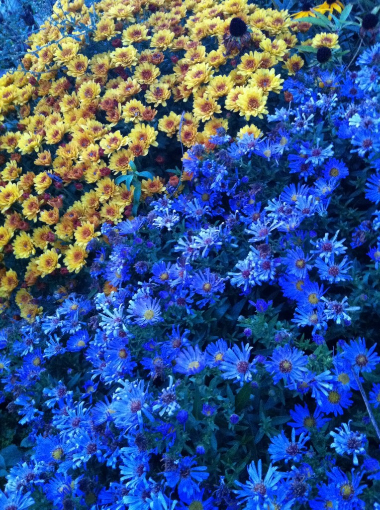 Full of Color. Mums and Asters