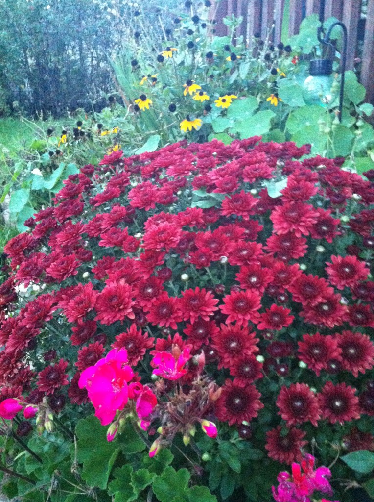 Deep Burgundy Mums